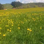 Waldhorn Hotell Jungholz